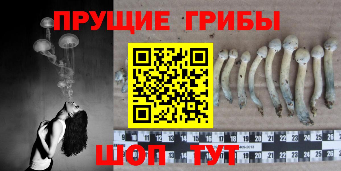 Псилоцибиновые грибы Psilocybine cubensis Анжеро-Судженск